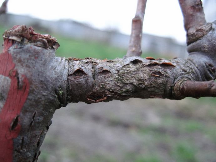 Рак коры – появление ненормальных утолщений, язв, стволы и ветви гниют и трескаются